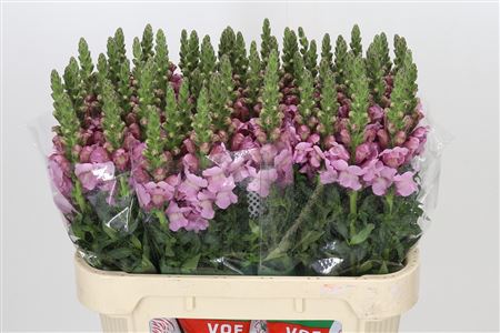 Antirrhinum Maryland Lavender