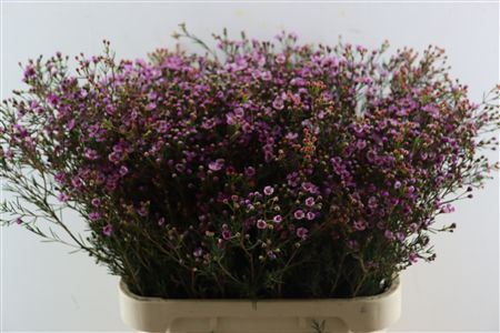 Cham Purple Grand Jupiter