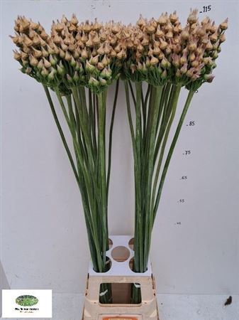 Allium Zaadbollen