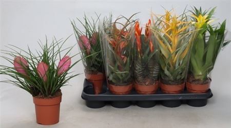 ** Bromelia Gem
