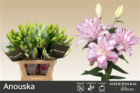 Li Or Du Anouska