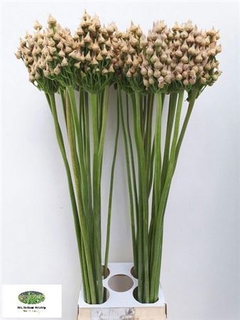 Allium Zaadbollen