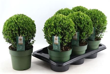 Ilex Crenata Jenny Bollen