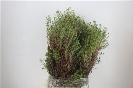 Euph Spinoza Long 500gr P Bunch
