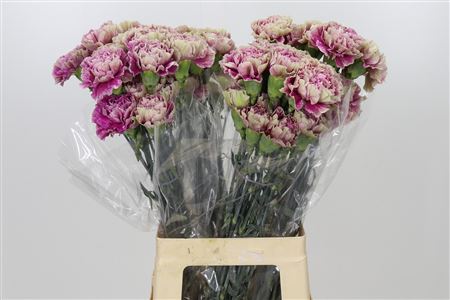 Dianthus St Antigua
