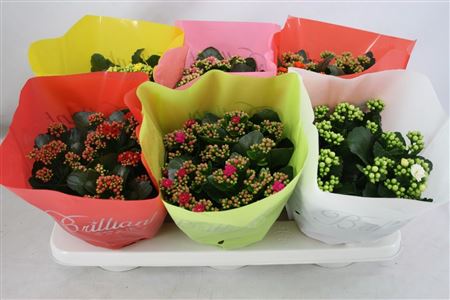 Gevuld 15 Cm Brilliant Mix