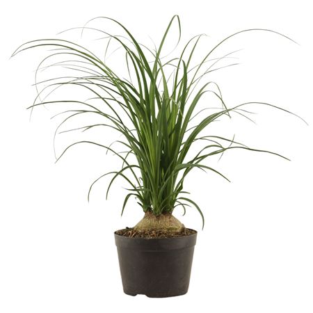 Beaucarnea Bol 14 Cm
