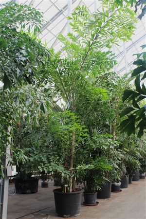 Caryota Mitis