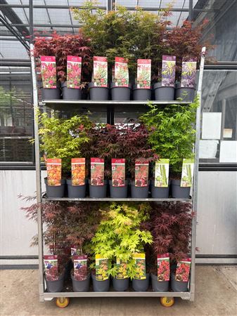 Acer Palm. Diverse Mix Volle Cc