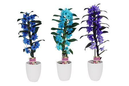Dendrobium Nobilé, Colour 1-tak Blue/purple/ocean