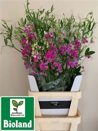 Lathyrus Latifolius Pink Rank