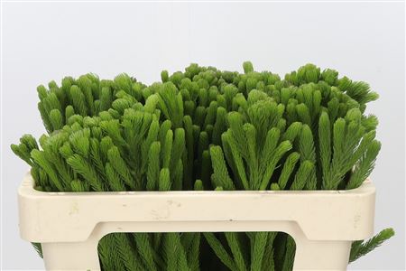 Kaaps Groen Albigreen