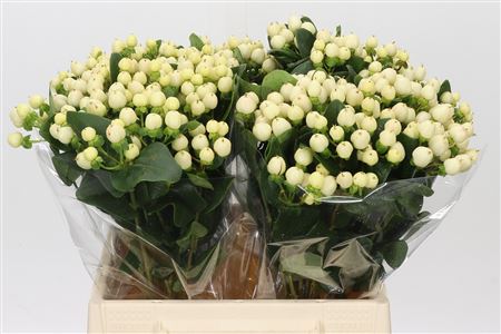 Hypericum Cool Romance