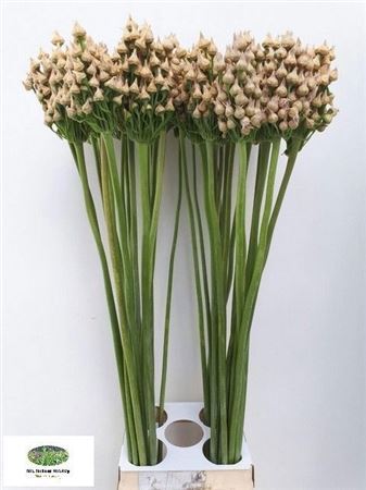 Allium Seed Heads