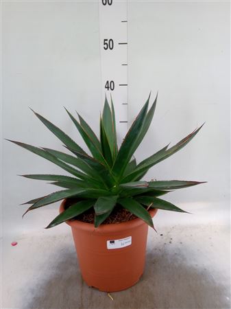 Agave 'shaka Zulu'