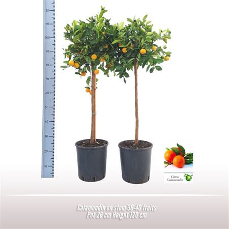 Citrus ... Calamondin Op Stam
