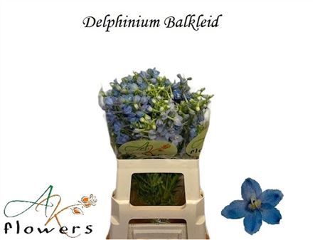 Delph En Belladonna Ballkleid
