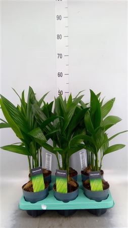 Areca Catechu Decorum
