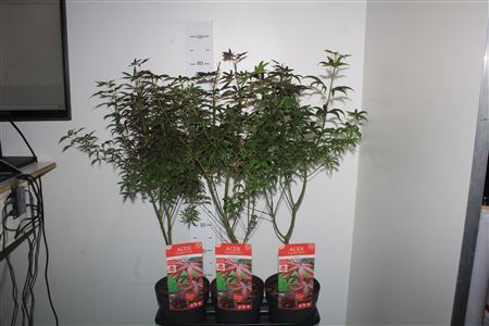 ** Acer Palmatum P19