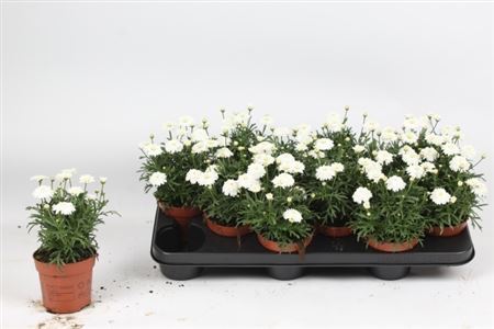 ** Arg Double White