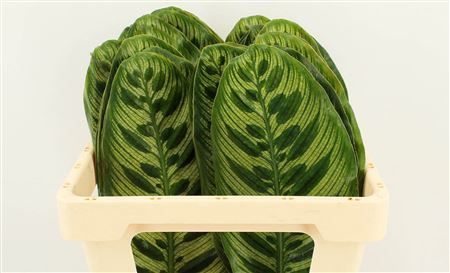 Calathea Makoyana