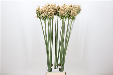 Allium Zaadbollen