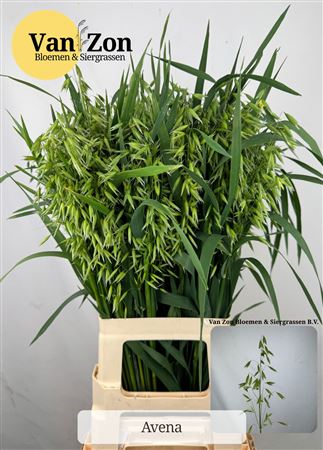 Avena Sterilis