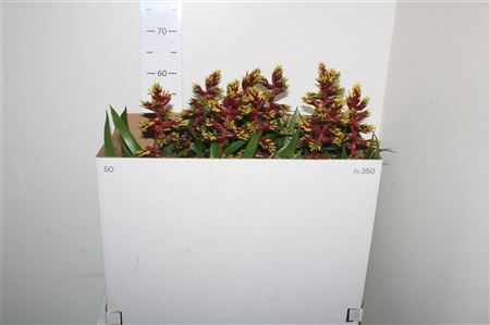 ** Guzmania Choco Exclusive