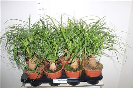 Beaucarnea Recur