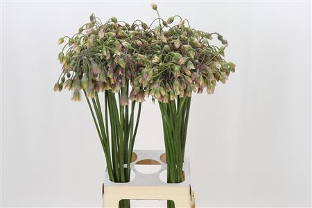 Allium Nectaroscordum Siculum