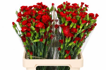 Dianthus Sp Symply Love