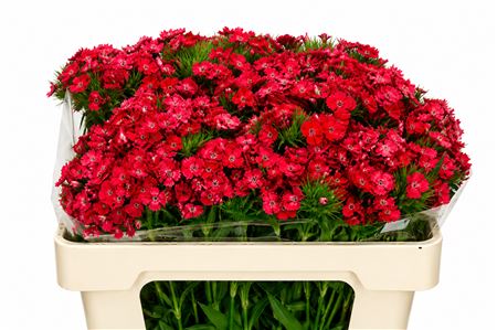 Dianthus Br Aldo Coral