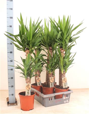 Yucca