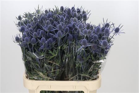 Eryngium Blue Dynamite