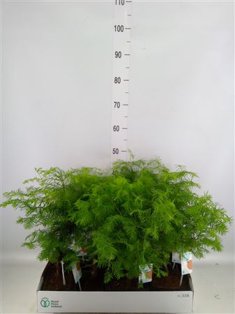Bonsai ... In keramiek