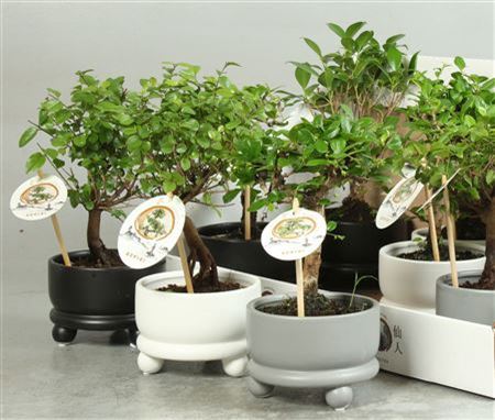 ** Bonsai Gem Ceramic