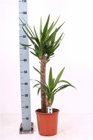 ** Yucca 60-30 Cm