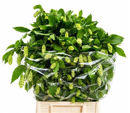 Carpinus Betulus Flowering Yellow