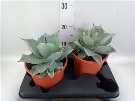 Agave ... Dragon toes