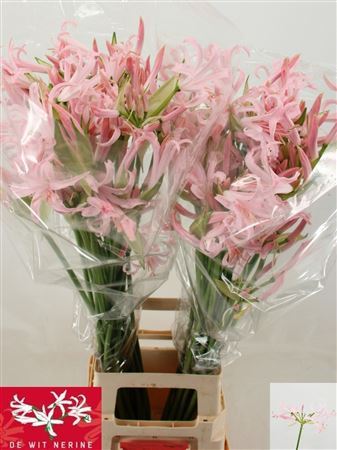 Nerine Bo Sofie