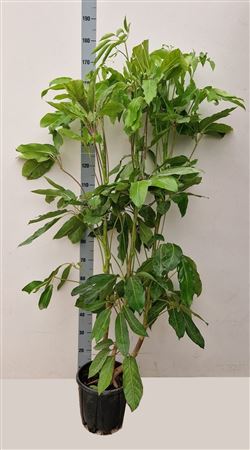 Schef Actinophylla