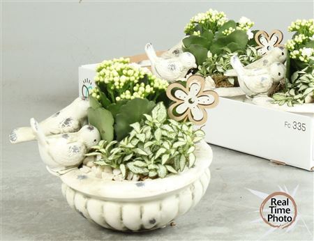 Arr Kamerpl