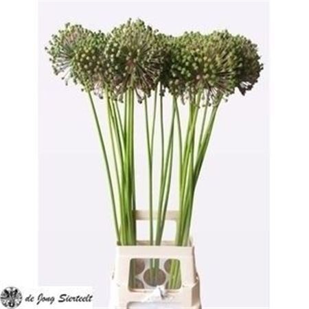 Allium Seed Heads