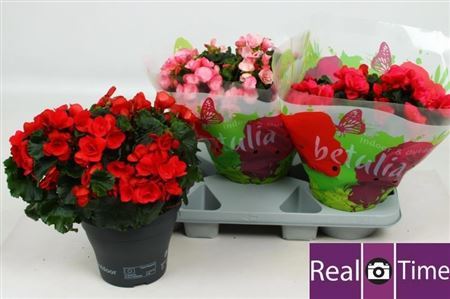 ** Beg En Betulia Gem