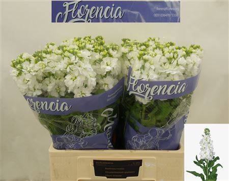 Matth Aida White