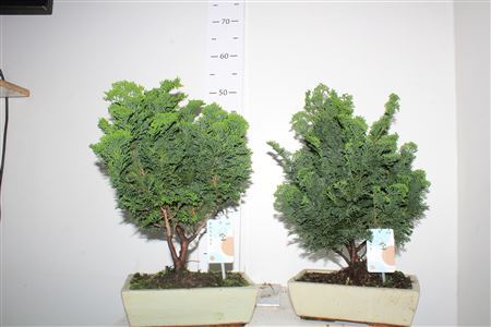 Bonsai Chamaecyparis Bonsai 'traditional' 25 Cm