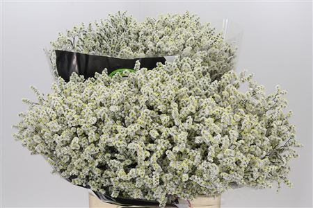 Limonium Diamond White