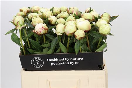 Paeonia Ann Cousins