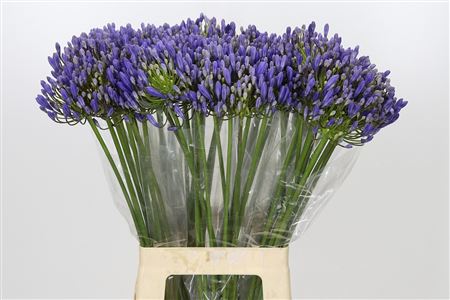 Agapanthus Eyfori Blue