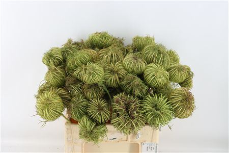Ammi Majus Seed Heads Natural Medium P Stem